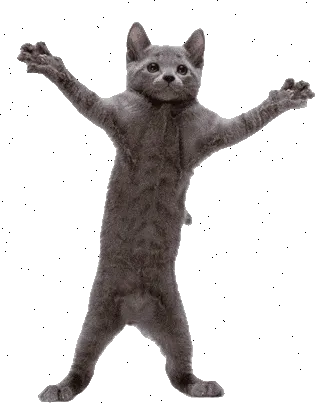 Dancing Cat